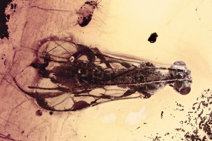Detailed Fossil Parasitoid Wasp (Braconidae) in Baltic Amber #330612